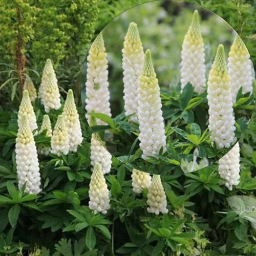 Lupinus polyphyllus 'Noble Maiden' - Hulgalehine lupiin 'Noble Maiden' P9/0,55L 